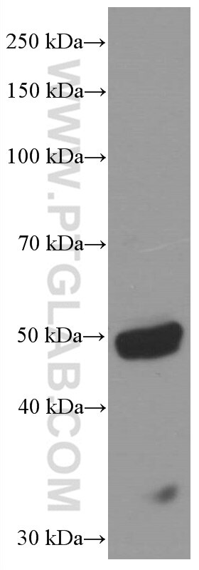 Western Blot (WB) analysis of mouse brain tissue using P2RX4 Monoclonal antibody (66416-1-Ig)