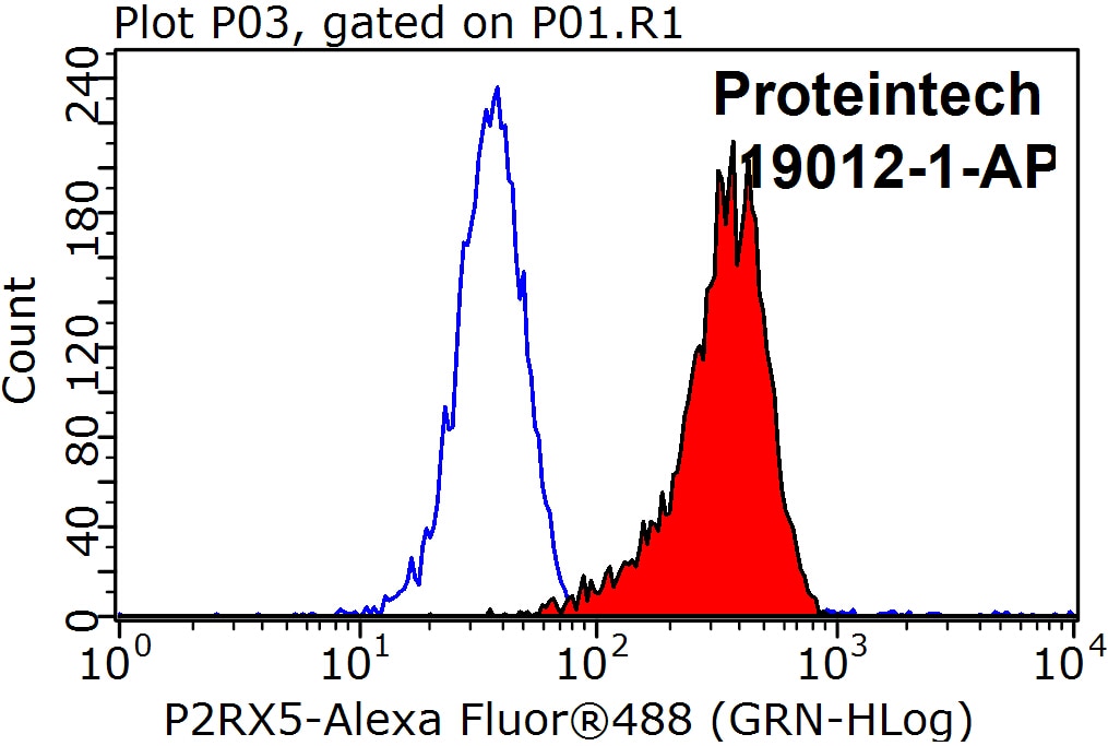 FC experiment of K-562 using 19012-1-AP