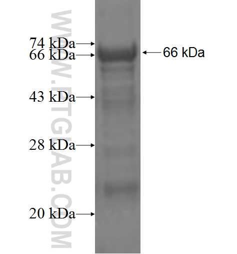 P2RX5 fusion protein Ag4499 SDS-PAGE