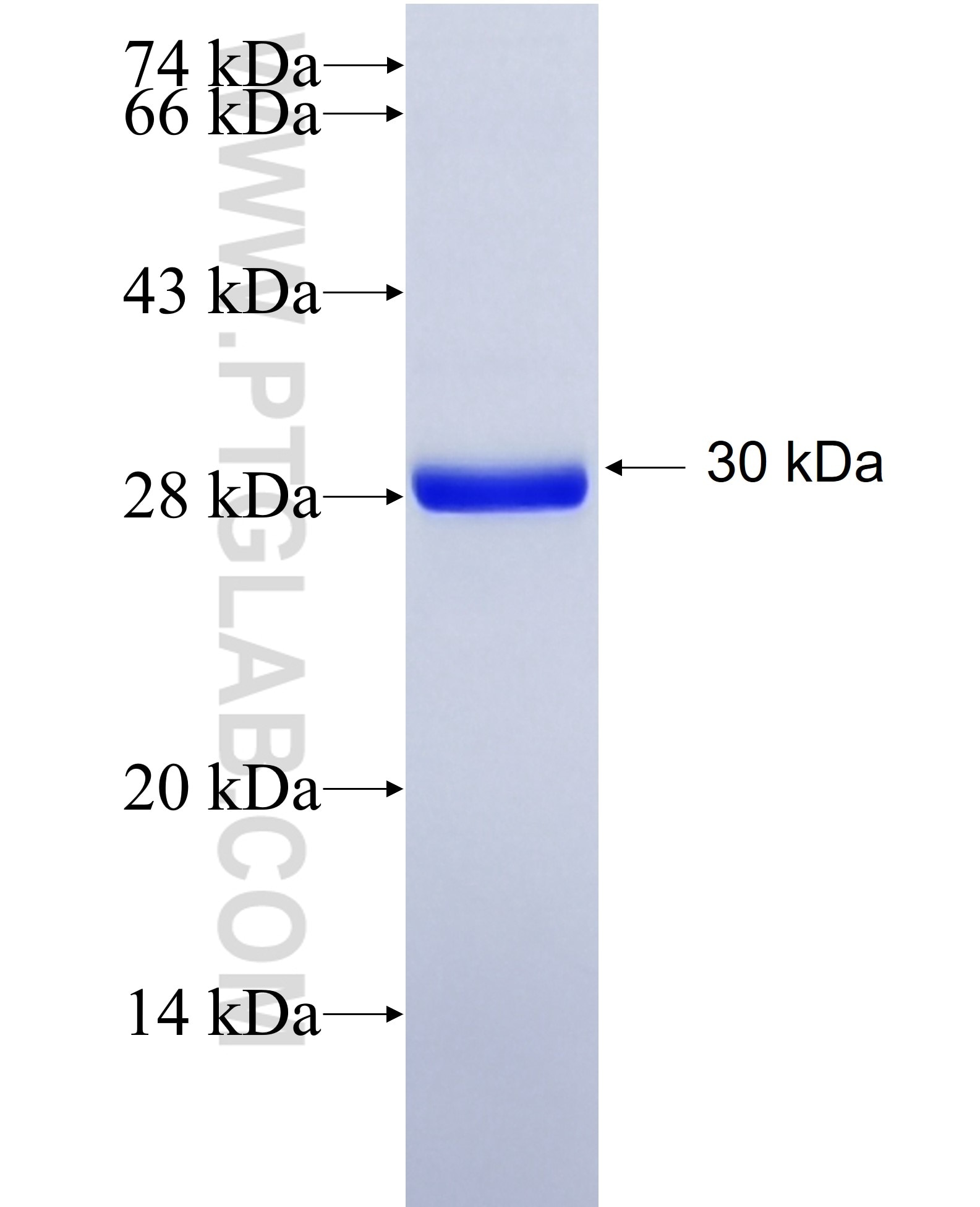 P2RX7 fusion protein Ag27700 SDS-PAGE