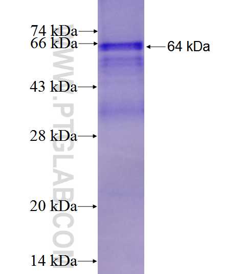 P2RX7 fusion protein Ag1600 SDS-PAGE