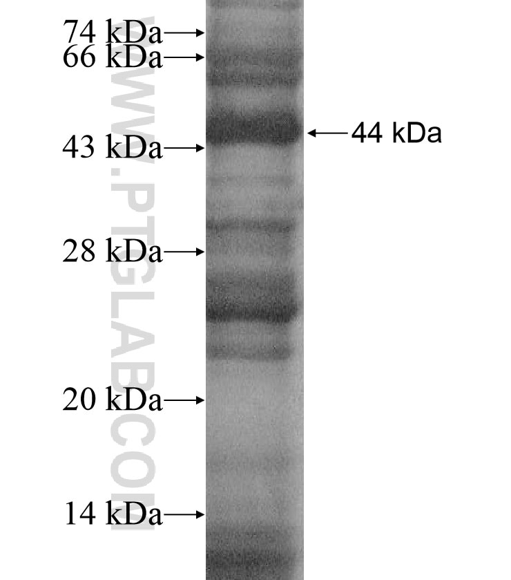 P2RX7 fusion protein Ag16932 SDS-PAGE