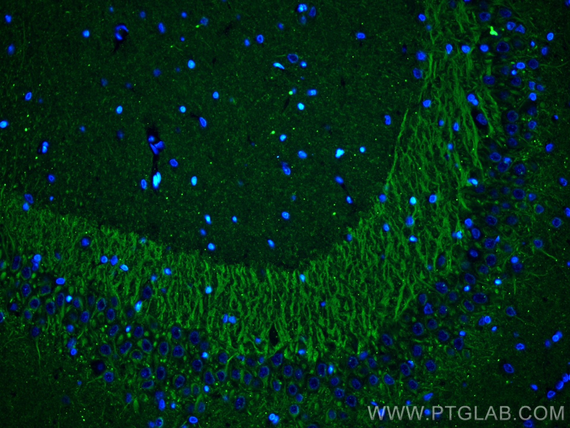 IF Staining of rat brain using 67654-1-Ig