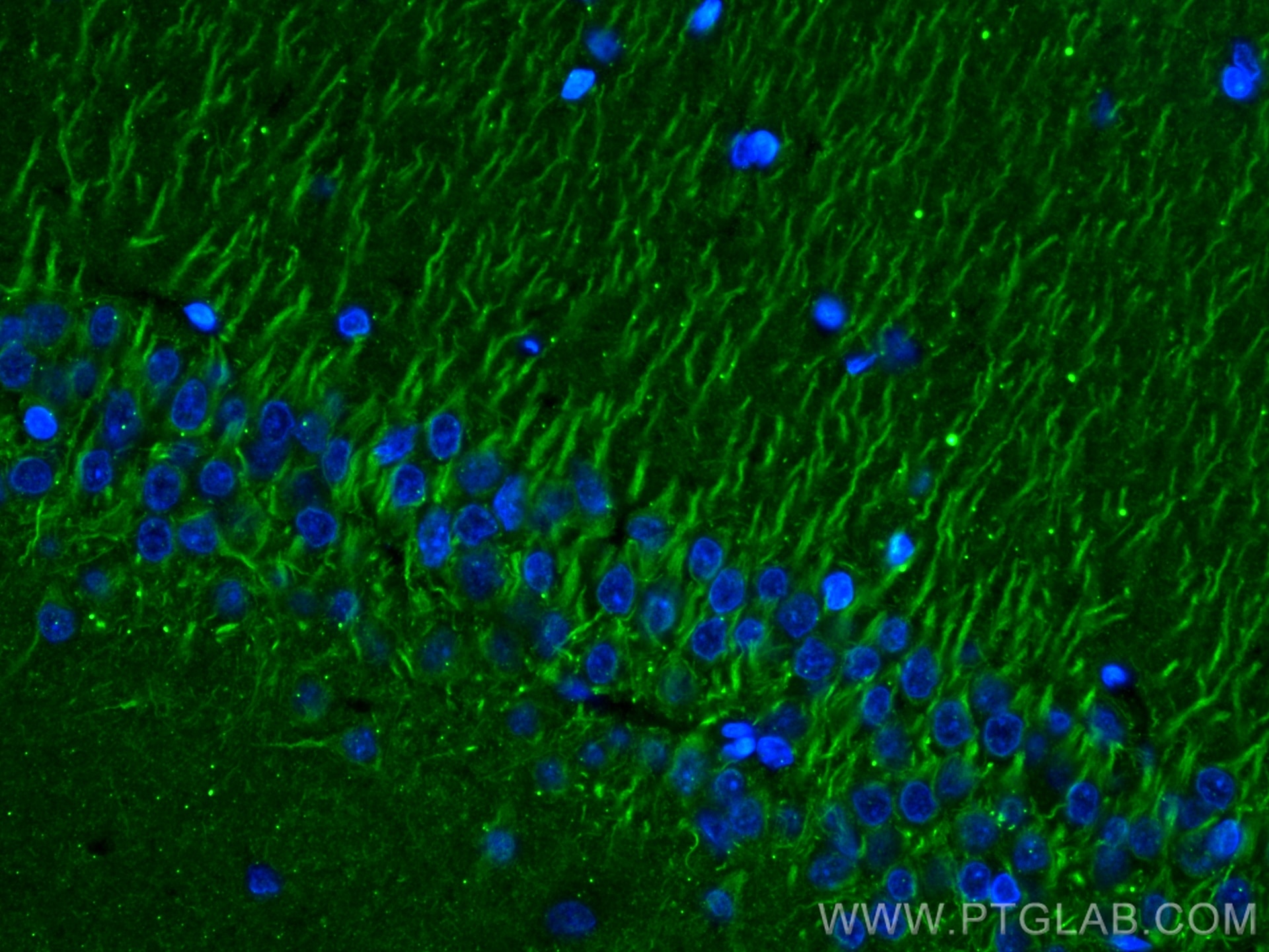 IF Staining of rat brain using 67654-1-Ig