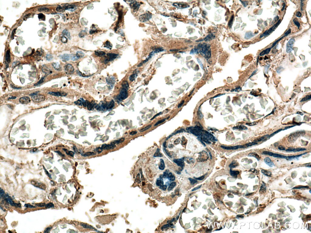 Immunohistochemistry (IHC) staining of human placenta tissue using P2RY1 Monoclonal antibody (67654-1-Ig)