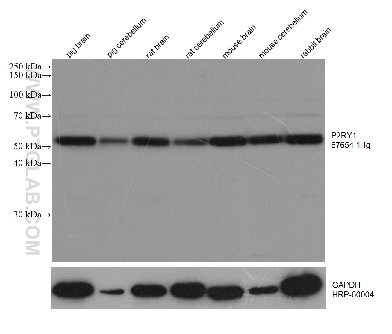 Western Blot (WB) analysis of various lysates using P2RY1 Monoclonal antibody (67654-1-Ig)