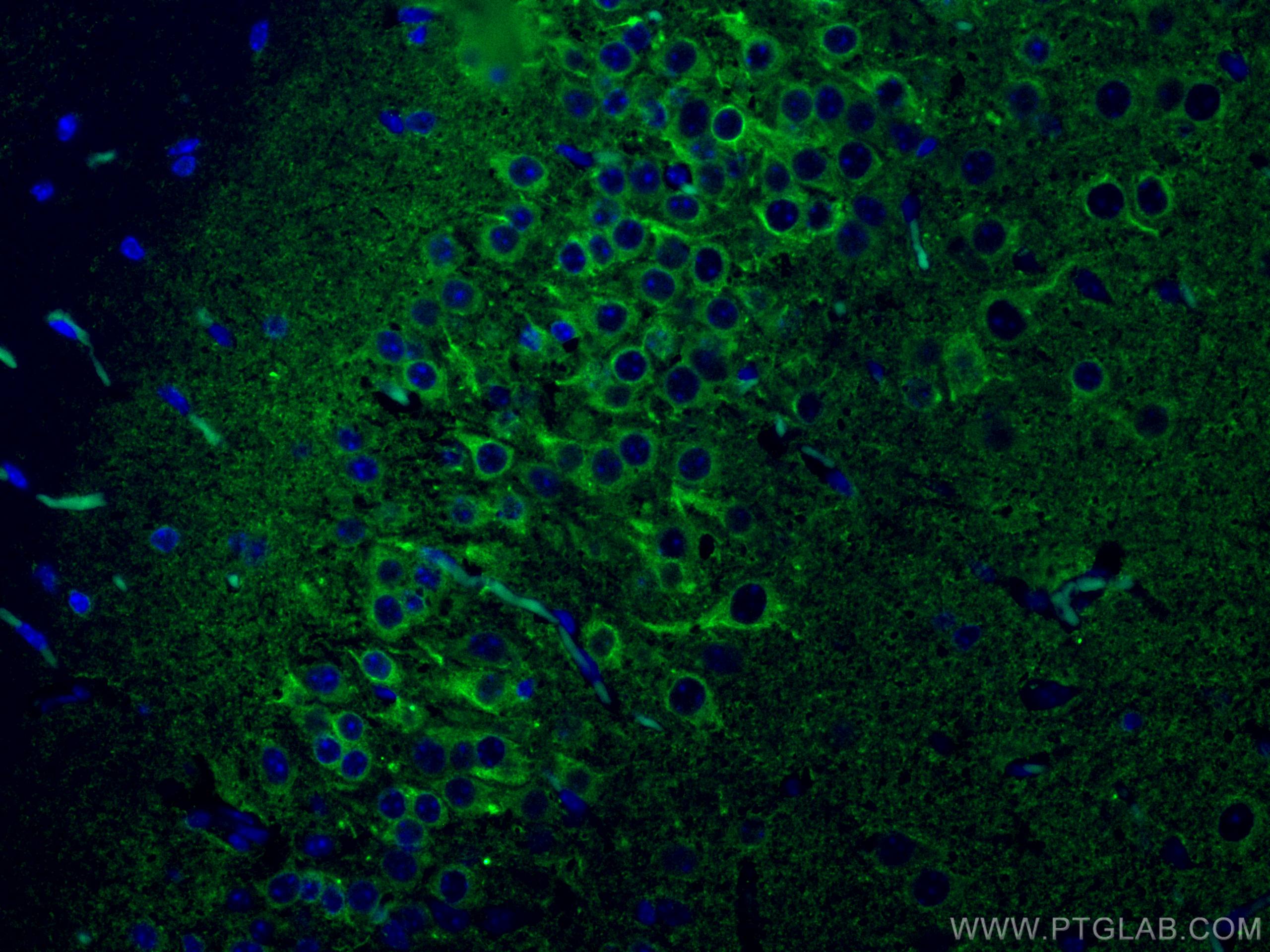 Immunofluorescence (IF) / fluorescent staining of mouse brain tissue using CoraLite® Plus 488-conjugated P2RY1 Monoclonal ant (CL488-67654)