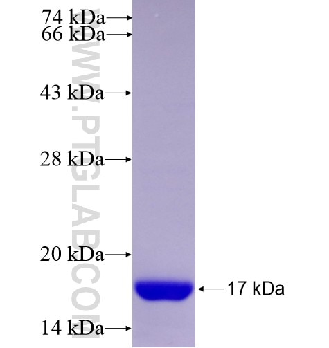 P2RY1 fusion protein Ag12762 SDS-PAGE