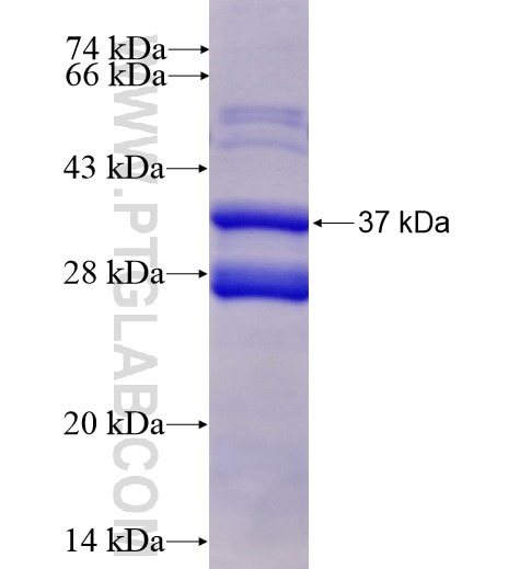 P2RY1 fusion protein Ag12992 SDS-PAGE