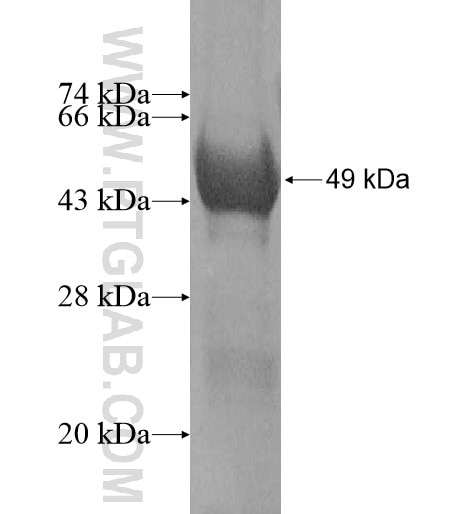 P2RY10 fusion protein Ag11995 SDS-PAGE