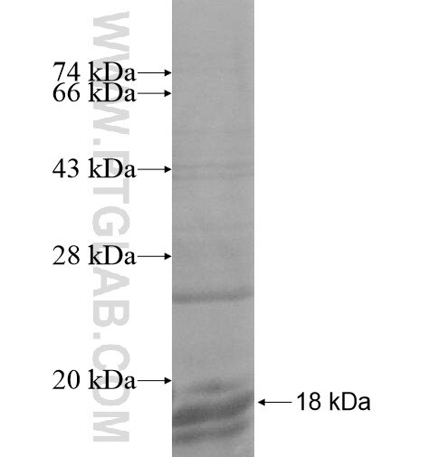 P2RY11 fusion protein Ag14498 SDS-PAGE