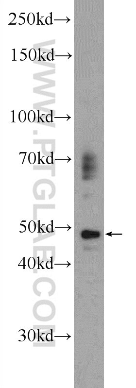 Western Blot (WB) analysis of HepG2 cells using P2RY13 Polyclonal antibody (20335-1-AP)