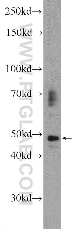 Western Blot (WB) analysis of HepG2 cells using P2RY13 Polyclonal antibody (20335-1-AP)