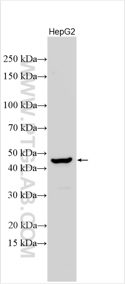 Western Blot (WB) analysis of various lysates using P2RY13 Polyclonal antibody (20335-1-AP)