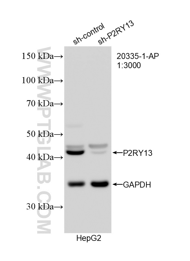 WB analysis of HepG2 using 20335-1-AP Western Blot (WB) analysis of HepG2 cells using P2RY13 Polyclonal antibody (20335-1-AP)
