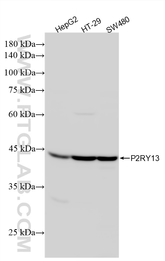Western Blot (WB) analysis of various lysates using P2RY13 Recombinant monoclonal antibody (83975-3-RR)