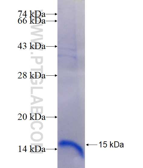 P2RY13 fusion protein Ag14779 SDS-PAGE