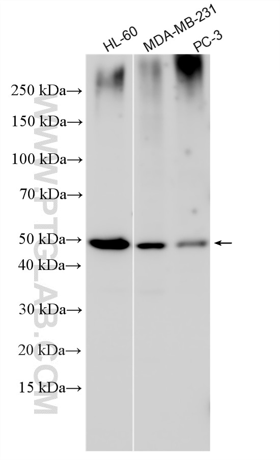 Western Blot (WB) analysis of various lysates using P2RY2 Polyclonal antibody (20297-1-AP)