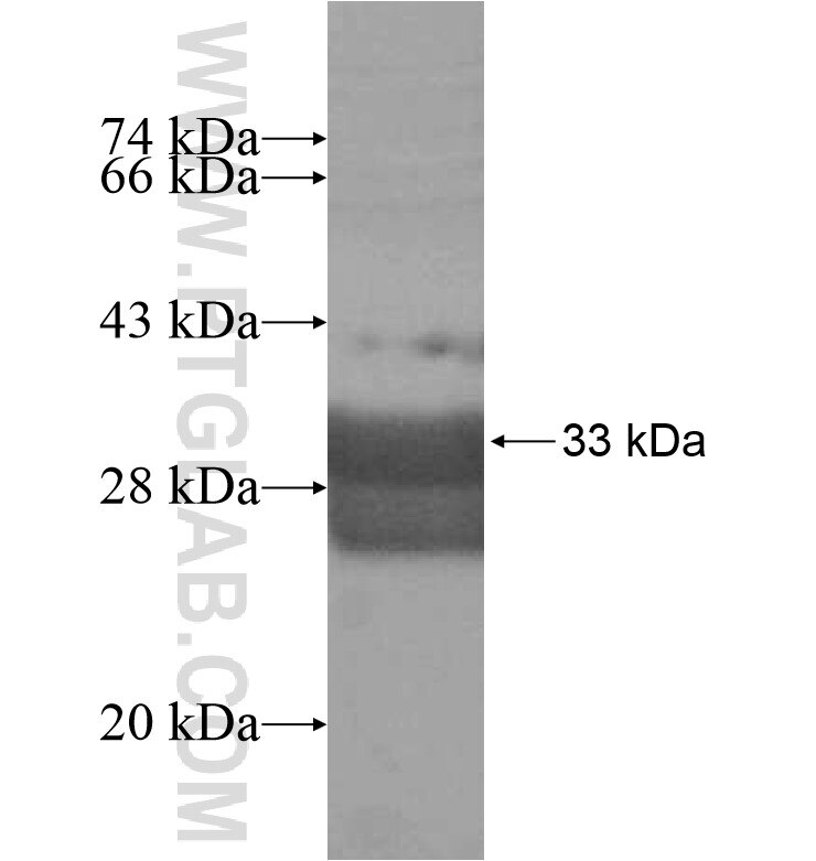 P2RY4 fusion protein Ag16361 SDS-PAGE