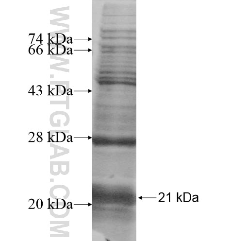 P2RY5 fusion protein Ag12564 SDS-PAGE