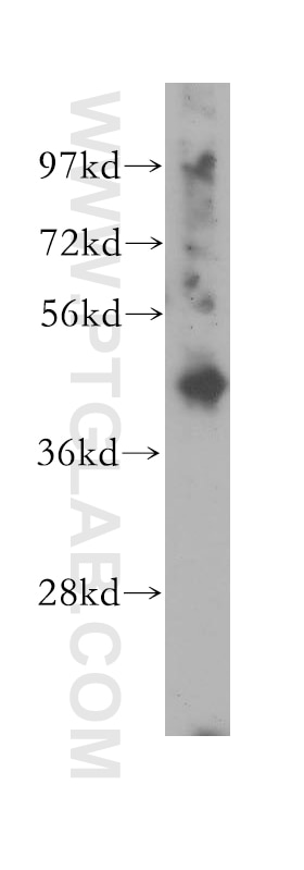 Western Blot (WB) analysis of A549 cells using P2RY6 Polyclonal antibody (11300-1-AP)