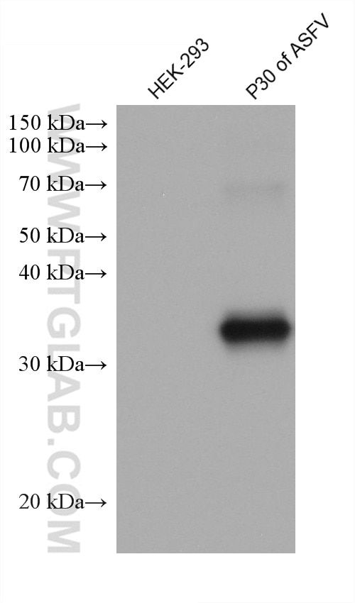Western Blot (WB) analysis of various lysates using P30 of ASFV Monoclonal antibody (68134-1-Ig)