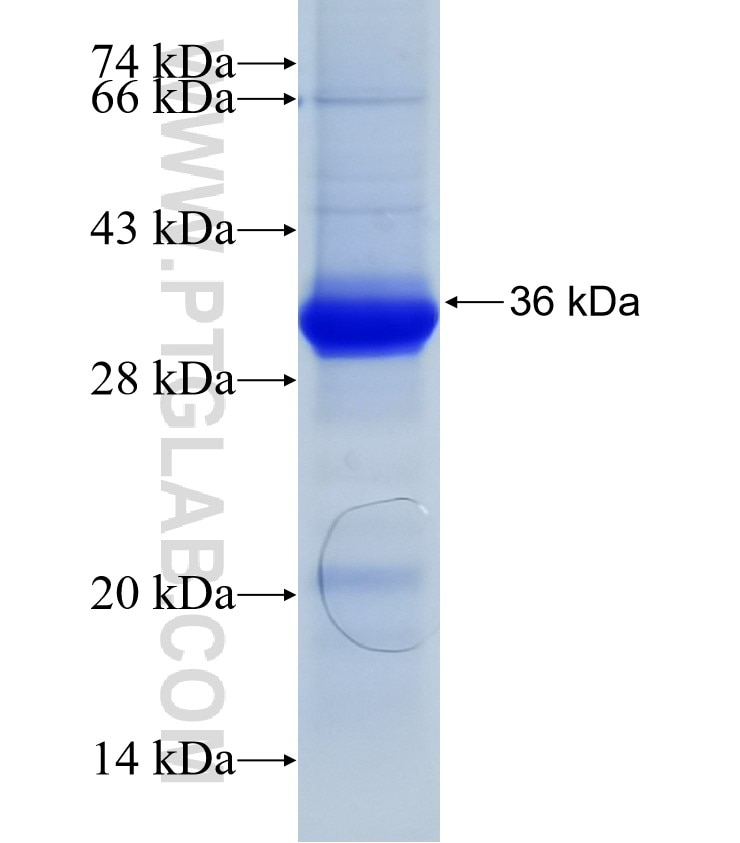 P30 of ASFV fusion protein Ag31446 SDS-PAGE