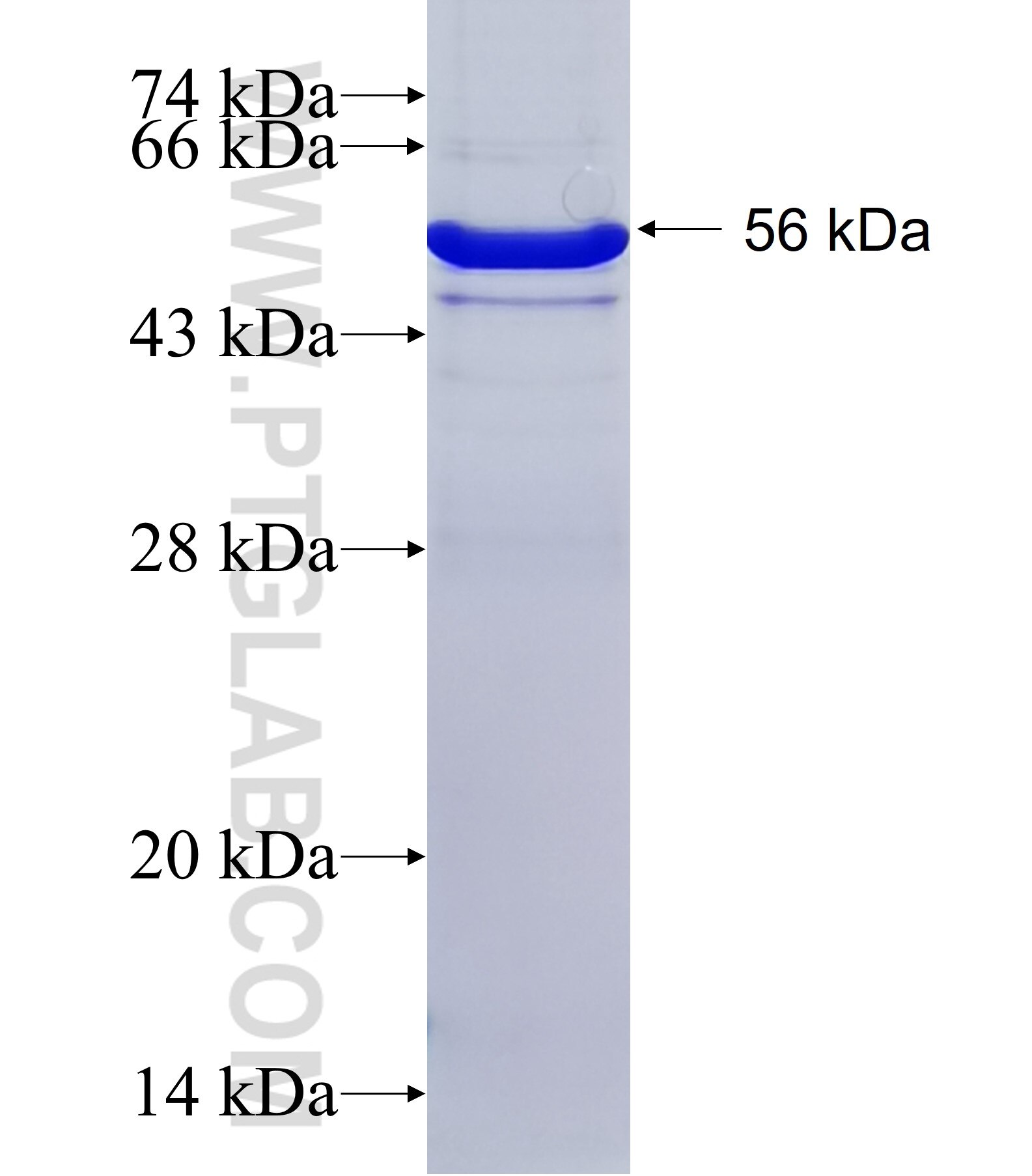 P30 of ASFV fusion protein Ag31483 SDS-PAGE