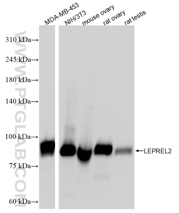 Western Blot (WB) analysis of various lysates using P3H3 Recombinant monoclonal antibody (86813-1-RR)