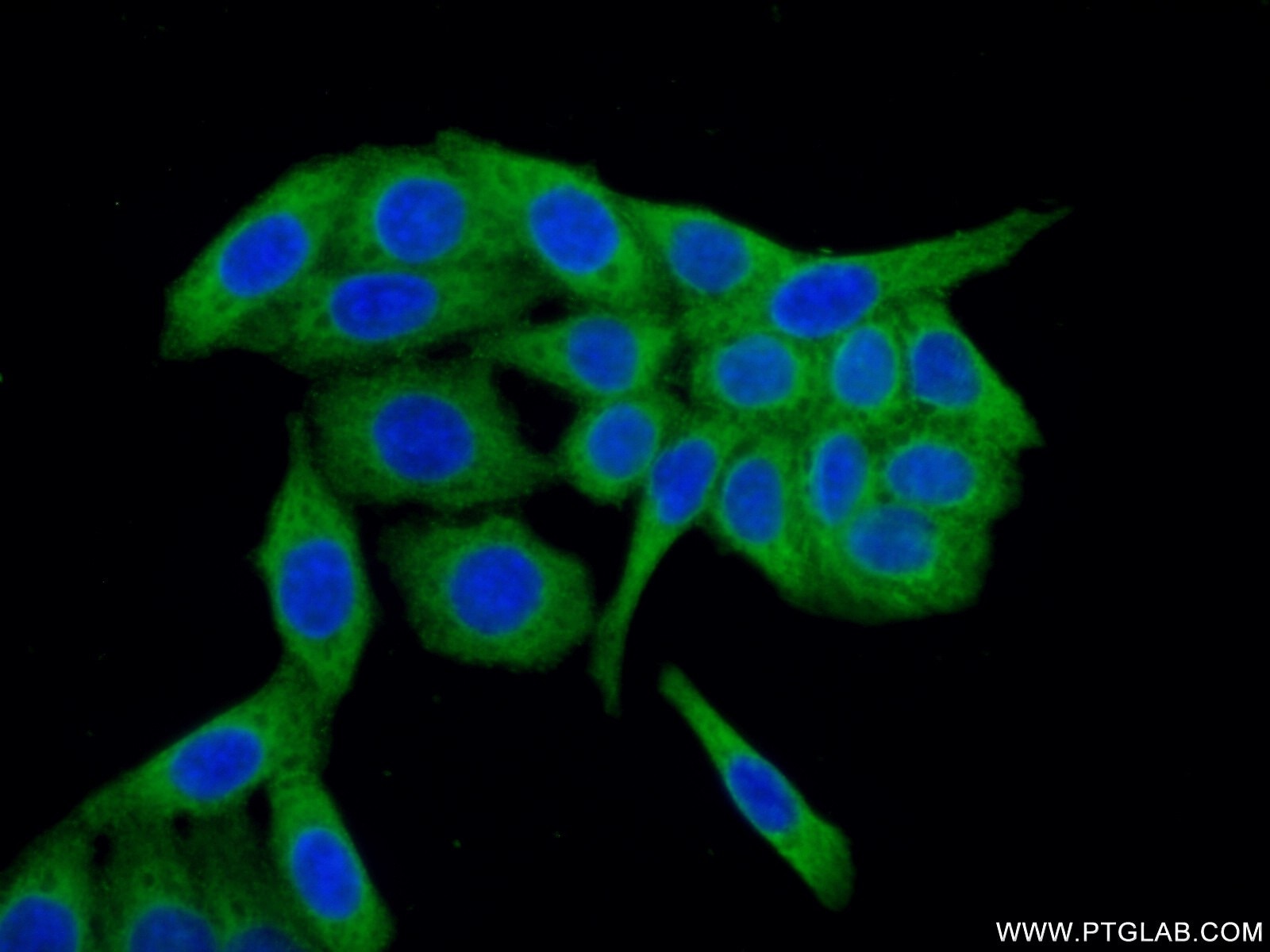 Immunofluorescence (IF) / fluorescent staining of PC-3 cells using P4HA1 Monoclonal antibody (66101-1-Ig)