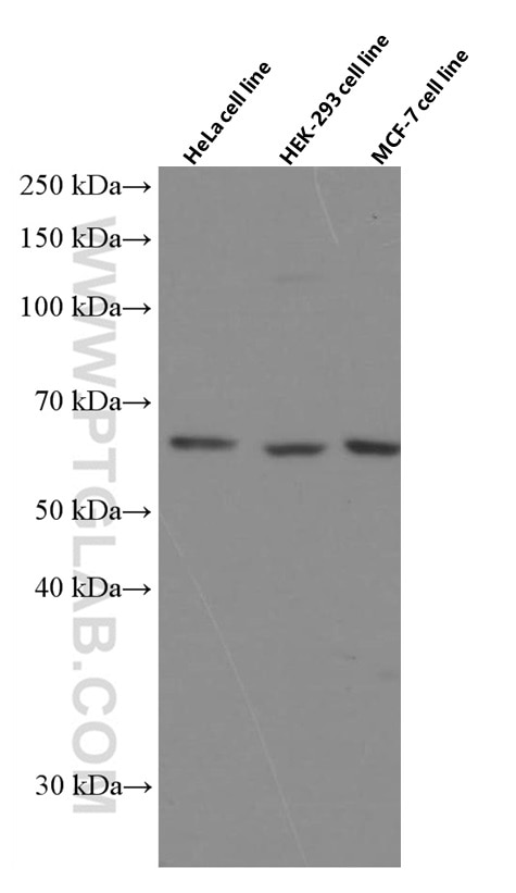 Western Blot (WB) analysis of various lysates using P4HA1 Monoclonal antibody (66101-1-Ig)
