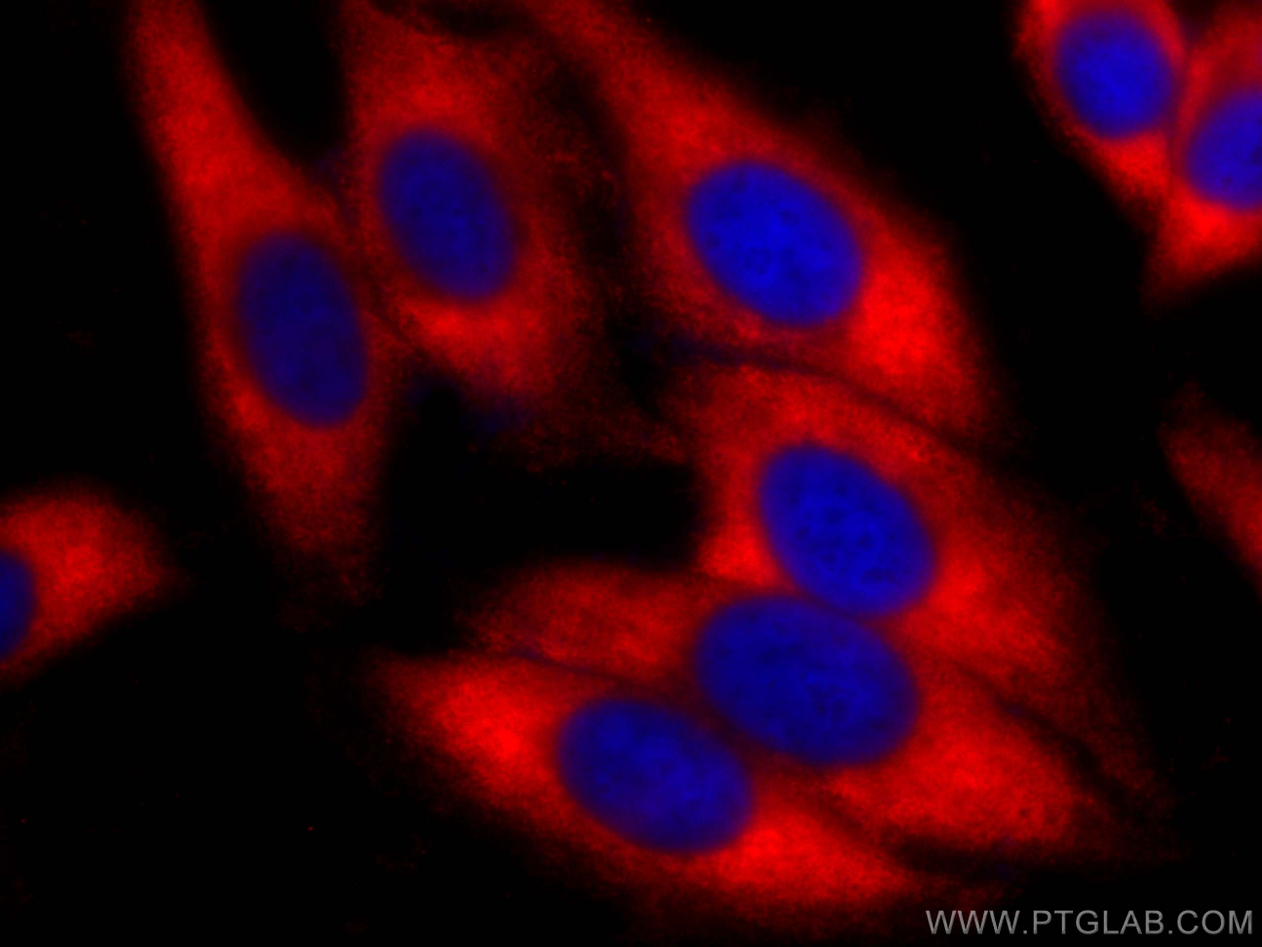 Immunofluorescence (IF) / fluorescent staining of HepG2 cells using CoraLite®594-conjugated P4HA1 Monoclonal antibody (CL594-66101)
