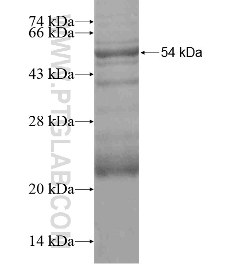 P4HA3 fusion protein Ag19716 SDS-PAGE