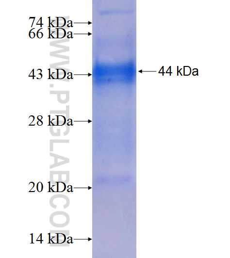 P4HTM fusion protein Ag9259 SDS-PAGE