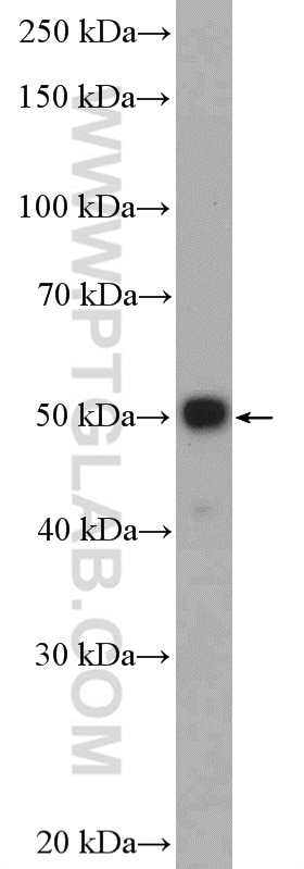 Western Blot (WB) analysis of MCF-7 cells using P53 Polyclonal antibody (10442-1-AP)