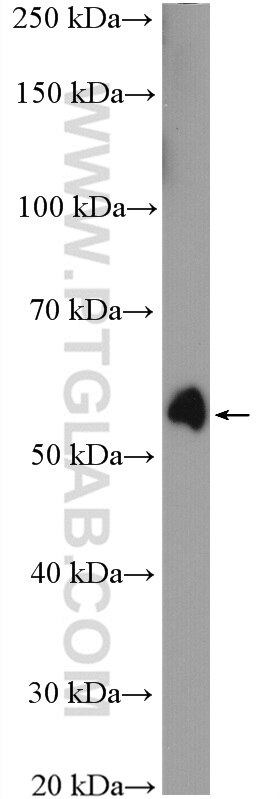 Western Blot (WB) analysis of mouse spleen tissue using P53 Polyclonal antibody (10442-1-AP)