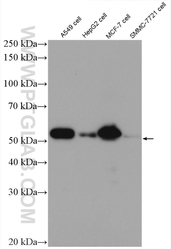 Western Blot (WB) analysis of SMMC-7721 cells using P53 Polyclonal antibody (10442-1-AP)