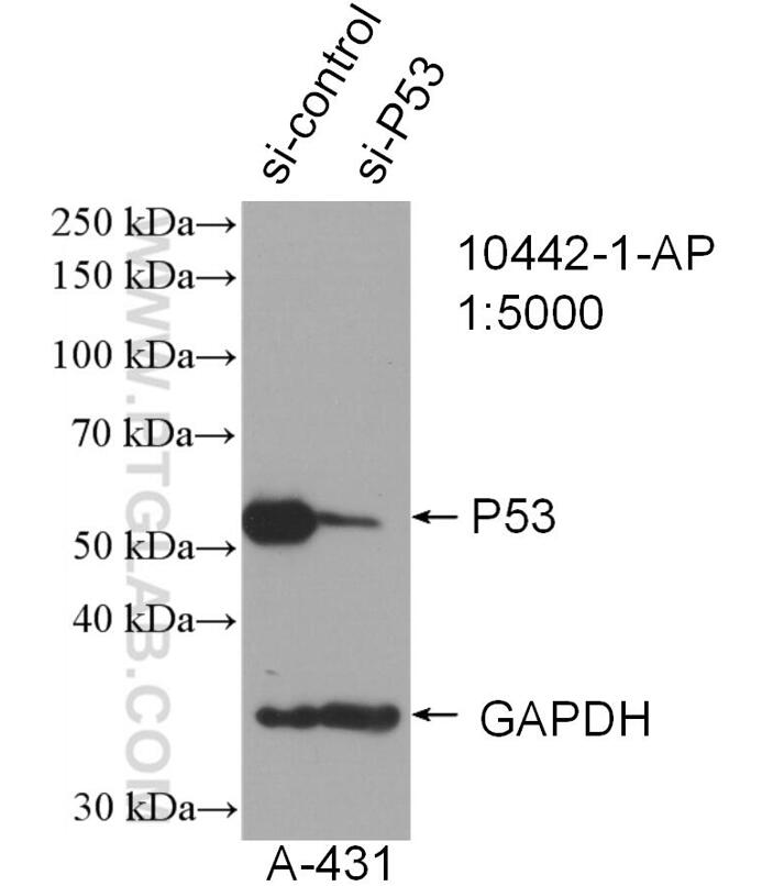 Western Blot (WB) analysis of A431 cells using P53 Polyclonal antibody (10442-1-AP)