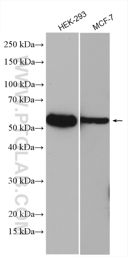 Western Blot (WB) analysis of various lysates using P53 Polyclonal antibody (10442-1-AP)