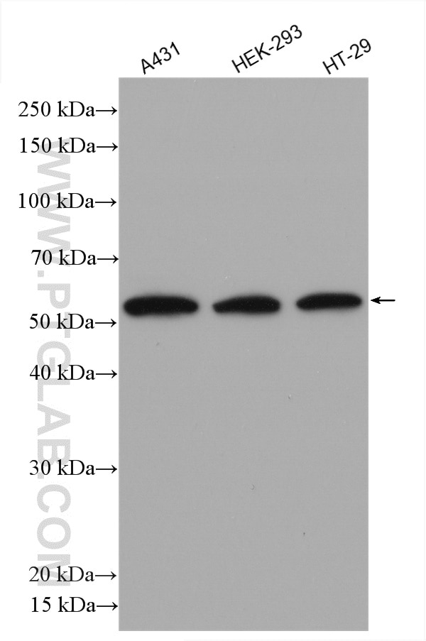 Western Blot (WB) analysis of various lysates using P53 Polyclonal antibody (10442-1-AP)
