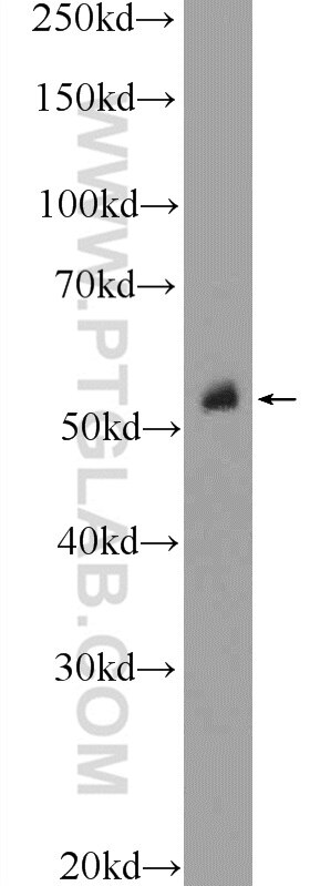 Western Blot (WB) analysis of mouse colon tissue using P53 Polyclonal antibody (10442-1-AP)