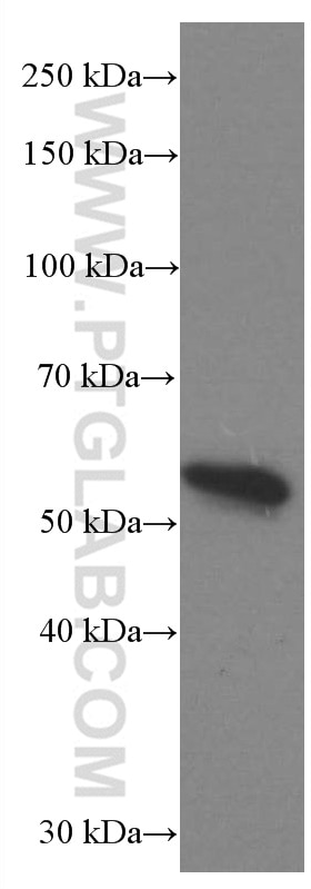 Western Blot (WB) analysis of NIH/3T3 cells using P53 Monoclonal antibody (60283-1-Ig)