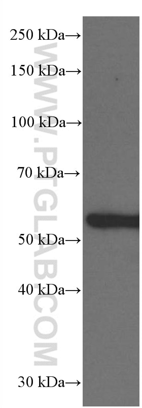 Western Blot (WB) analysis of RAW 264.7 cells using P53 Monoclonal antibody (60283-1-Ig)