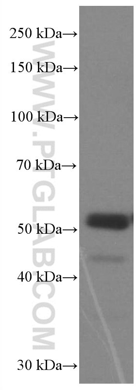 Western Blot (WB) analysis of HEK-293 cells using P53 Monoclonal antibody (60283-1-Ig)