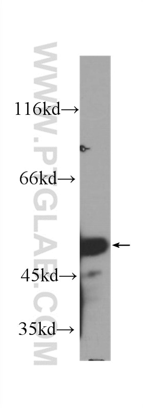 Western Blot (WB) analysis of HEK-293 cells using P53 Monoclonal antibody (60283-1-Ig)