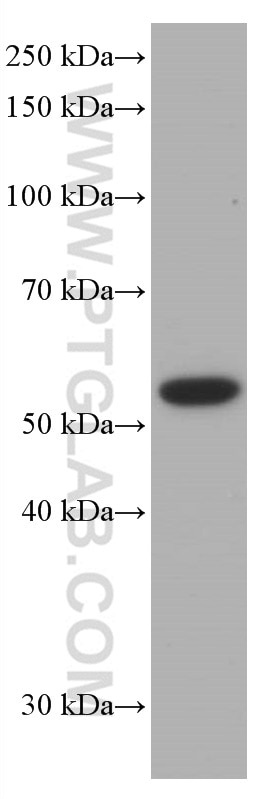 Western Blot (WB) analysis of HSC-T6 cells using P53 Monoclonal antibody (60283-2-Ig)