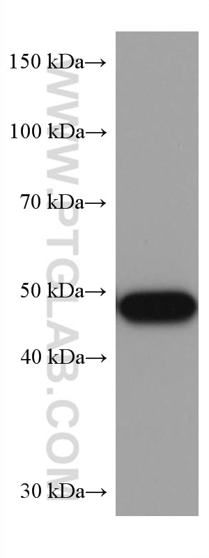 Western Blot (WB) analysis of COLO 320 cells using P53 Monoclonal antibody (60283-2-Ig)