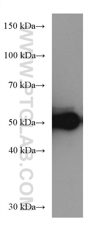 Western Blot (WB) analysis of ROS1728 cells using P53 Monoclonal antibody (60283-2-Ig)