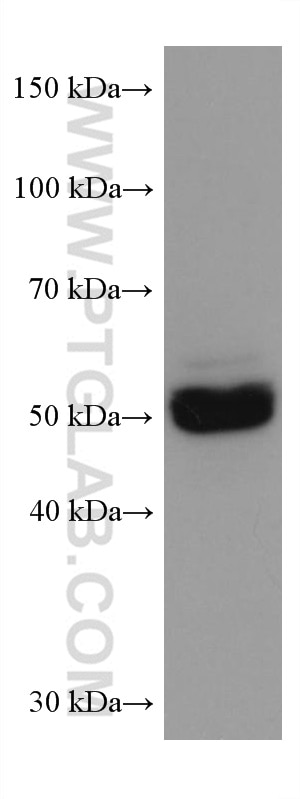 Western Blot (WB) analysis of Sp2/0 cells using P53 Monoclonal antibody (60283-2-Ig)