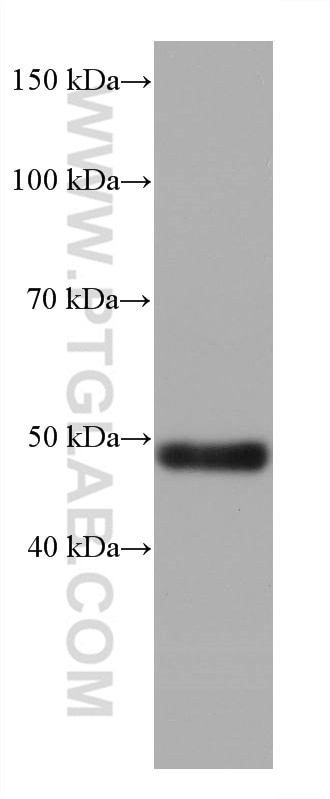 Western Blot (WB) analysis of A375 cells using P53 Monoclonal antibody (60283-2-Ig)